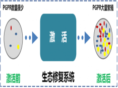 原位选择性激活PGPR（根际促生菌）生态修复技术